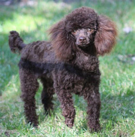 Poodle Puppies Toy Teacup Tiny Toy Poodles Ohio Breeder