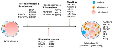 Epigenomes Free Full Text Epigenetic Regulators Of White Adipocyte