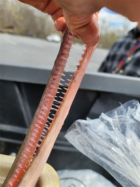 Record Longnose Gar Caught in Georgia | Outdoor Life