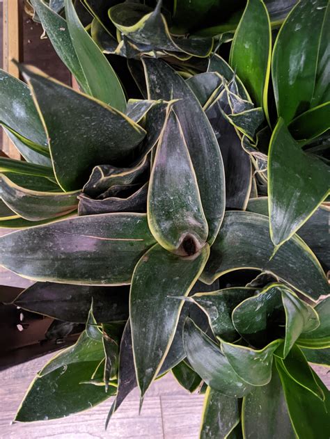 Hahnii Emerald Star Sansevieria Trifasciata 6 Plantstay