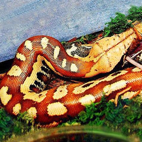 Sumatran Blood Pythons