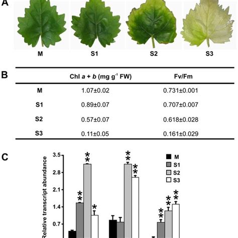 A Stages Of Leaf Senescence M Mature Green Leaf S1 S2 And S3