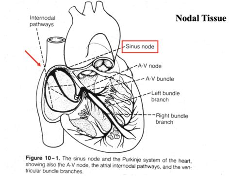 Pacemaker Activity and SA Node function Flashcards | Quizlet