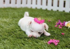 Chihuahua Growth Stages - Dog Leash Pro