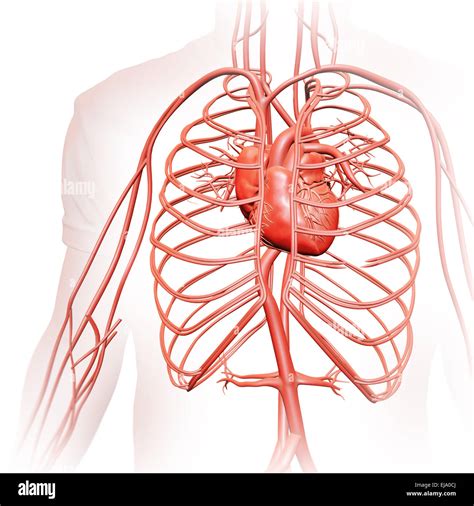 Arterie Corpo Umano Schema Immagini E Fotografie Stock Ad Alta