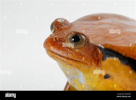 Tomato Frog Dyscophus Guineti Stock Photo Alamy