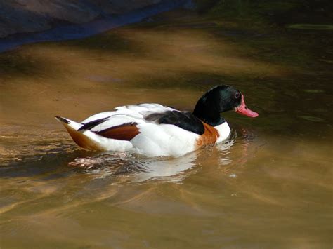 The Online Zoo - Common Shelduck