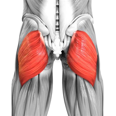 Sistema Muscolare Umano Muscoli Delle Gambe Gluteus Maximus Anatomia