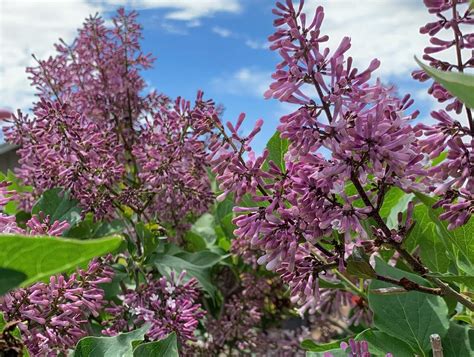 Pruning Flowering Shrubs