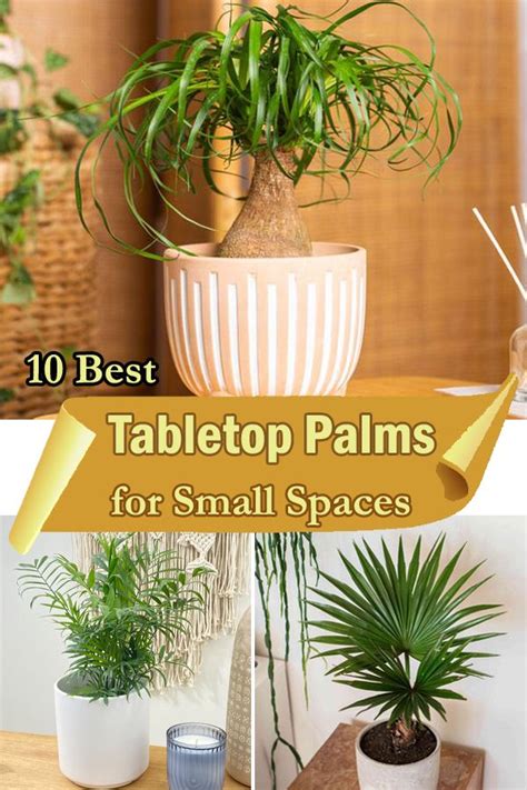 Sago Palm Areca Palm Palm Tree Care Livistona Chinensis Chinese Fan