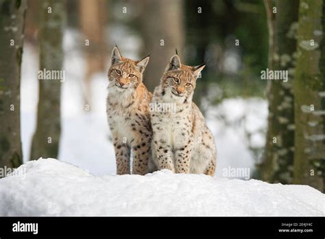 Eurasian lynx lynx lynx winter hi-res stock photography and images - Alamy
