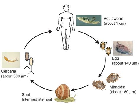 Schistosomiasis Snail