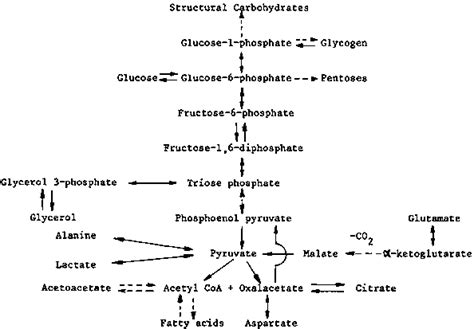 Chapter 5 Carbohydrates 1