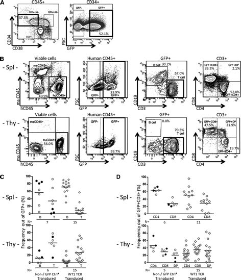 Transplant Of Wt1 Tcr Gene Transduced Hscs Into Nsg Hla A24hhd