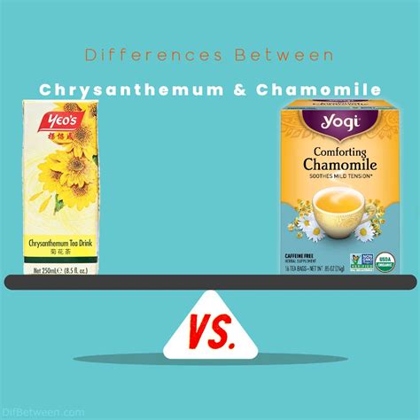 Chrysanthemum Tea Vs Chamomile Tea Floral Showdown