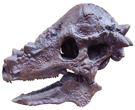 12 Dome-Headed Pachycephalosaurus Facts - JellyQuest