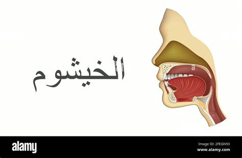 Tajweed animation video lesson Tongue makhraj areas. Articulation ...