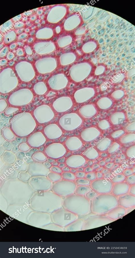 Xylem Clover Stem Under Microscope Stock Photo Shutterstock