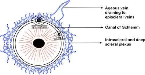 Anatomy of Anterior Chamber