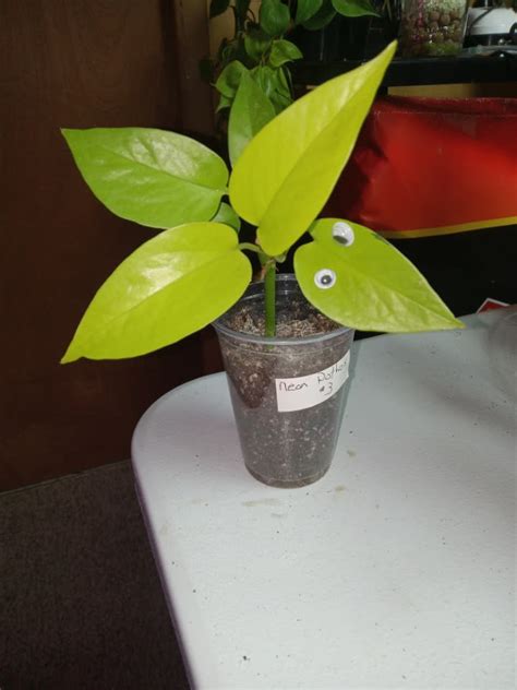 Neon Pothos Plants Pita S Garden One Rare And Tropical Plants In