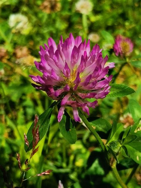 Gew Hnlicher Wiesenklee Trifolium Pratense Subsp Pratens Flickr