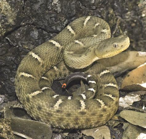 New Mexican Ridge Nosed Rattlesnake Crotalus Willardi Obscurus