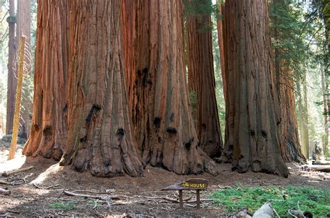 Redwood Trees Wallpaper - WallpaperSafari