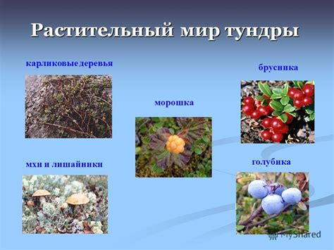 Презентация на тему: "Животный и растительный мир России. Зона ...