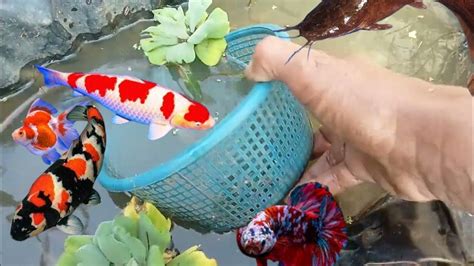 Tangkap Ikan Hias Ikan Warna Warni Ikan Cupang Ikan Mas Koki Ikan