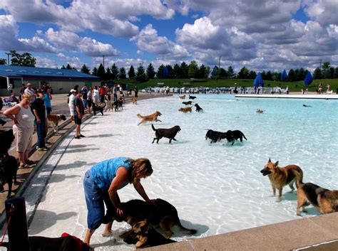 Oakland County Parks Dog Swims 2015 Dog Swimming County Park