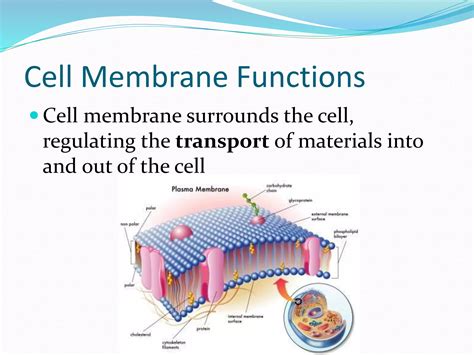 Cell Membrane PPT - Copy.pptx