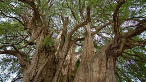 Ahuehuete así es el icónico y milenario árbol nacional de México