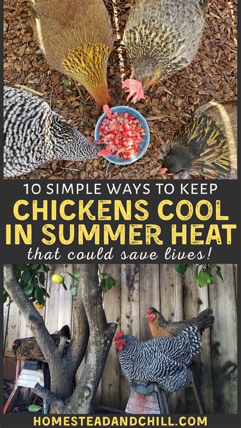 10 Ways To Keep Chickens Cool During Hot Summer Weather Or Heat Waves ~ Homestead And Chill In