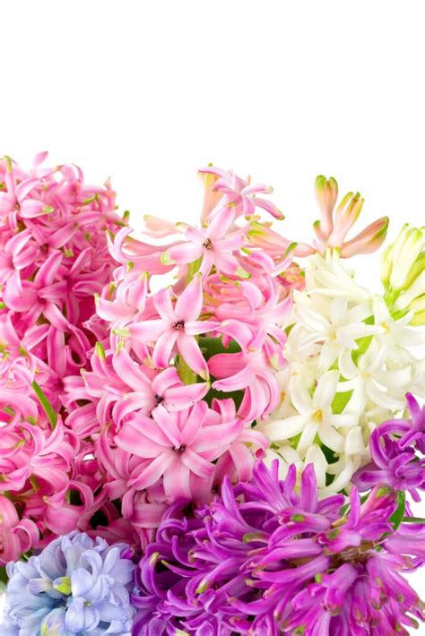 How to Care for Hyacinth - Everything You Need to Know