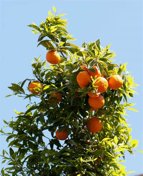 Orange tree - growing, care and harvest