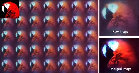 Biologically Inspired Ultrathin Arrayed Camera Captures Super