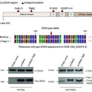 gnaq ts mutation   hotspot mutations mapped   schematic