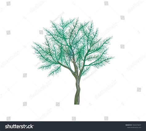 Gharqad Tree Vector Illustration Isolated On Stock Vector (Royalty Free) 1964373697 | Shutterstock