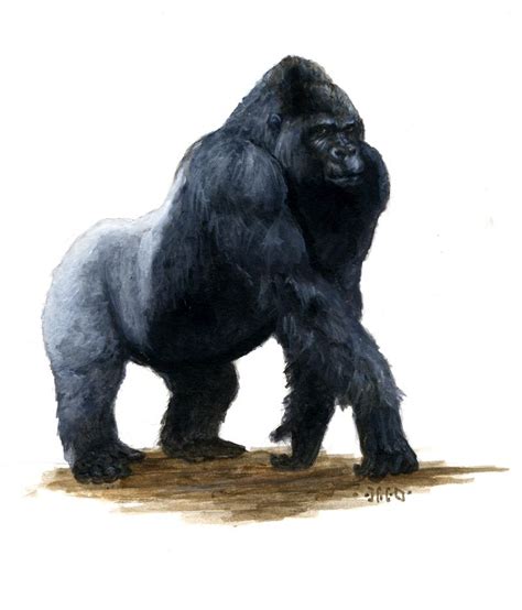 Gorilla By Nordheimer On Deviantart Gorilla Creature Picture