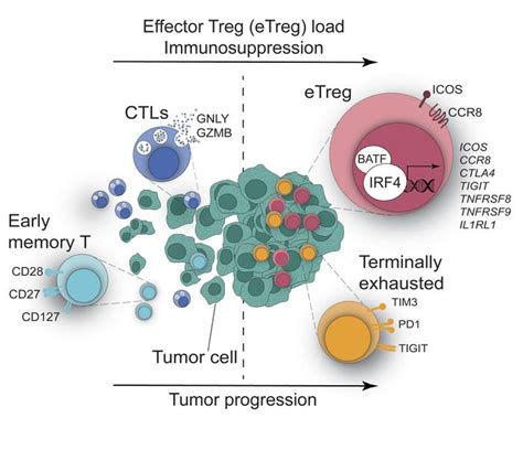 JCI IRF4 Instructs Effector Treg Differentiation And Immune