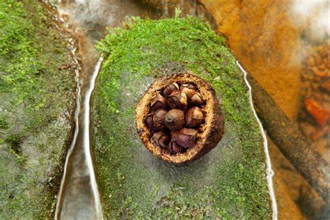 Brazil Nut Harvesting Proves a Win-Win for Forest and Community ...