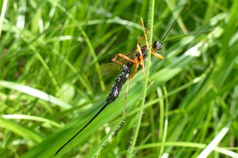 Ichneumonidae Schlupfwespe Alle Ichneumonidae Indet Flickr