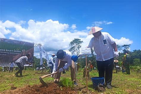 Ptpn Xii Tanam Ribuan Bibit Pohon Di Kebun Jatirono Banyuwangi Antara