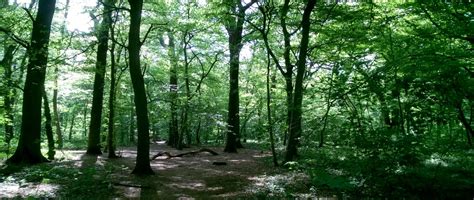 Parc Forestier De La Poudrerie CMP Ressourcerie