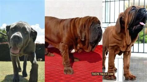 Alpine Mastiff (Extinct) Dog Breed Guide - The Pet Max