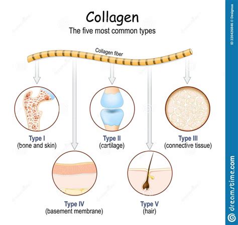 Collagen types – Integrated Health Solution