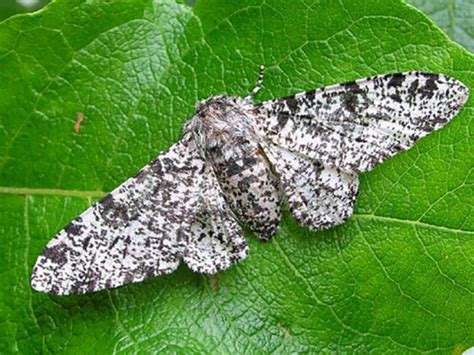 Peppered Moth Facts Habitat Diet Life Cycle Baby Pictures