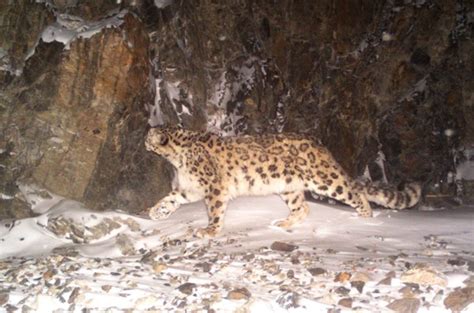 Mongolia Snow Leopard Expedition 2022 Best Tour Ever