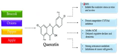 The Pharmacological Activity Of Quercetin Download Scientific Diagram