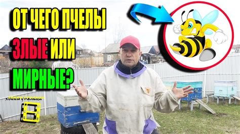 ПОЧЕМУ ПЧЕЛЫ ЗЛЫЕ? КАК СДЕЛАТЬ ПЧЕЛ МИРНЫМИ (МИРОЛЮБИВЫМИ)? ДЛЯ ...